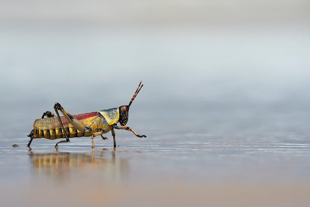 Free Beach Harlequin Grasshopper photo and picture