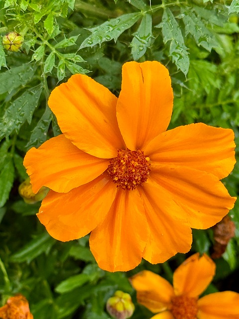 Free Black-Eyed Susan Orange Flower photo and picture