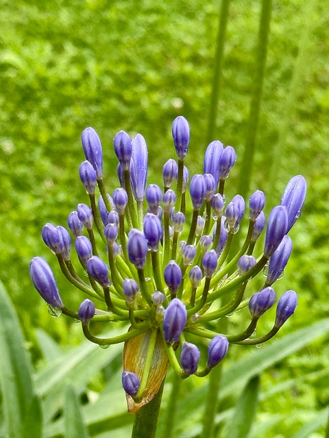 Free Flower Nature photo and picture
