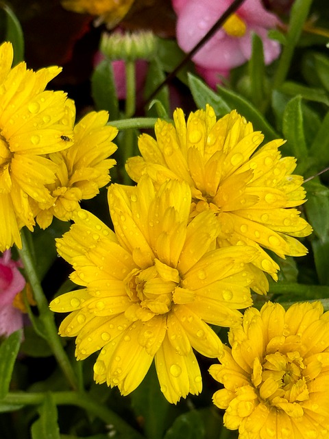 Free Flower Yellow photo and picture