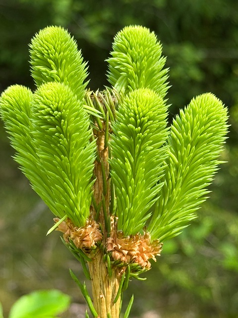Free Natural Forest photo and picture