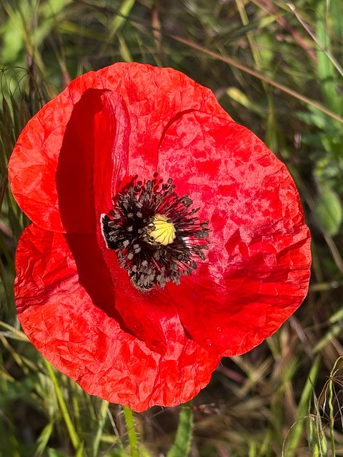 Free Poppy Blossom photo and picture