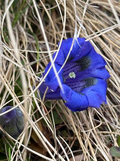 Free Flower Mountain Plant photo and picture