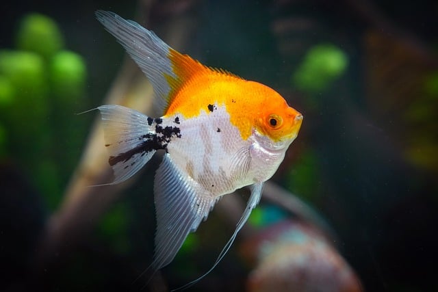 scalar, fishes, aquarium, water, koi angelfish, carp, nature