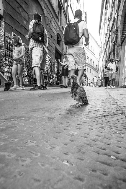 Siena, Tuscany, Porumbel, Italia, Stradă