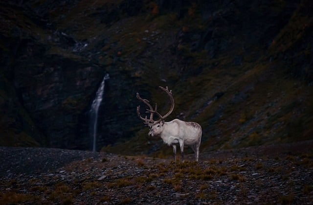 Free Nature Wildlife photo and picture