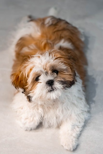 Shih Tzu, Tier, Hund, Natur, Hündchen