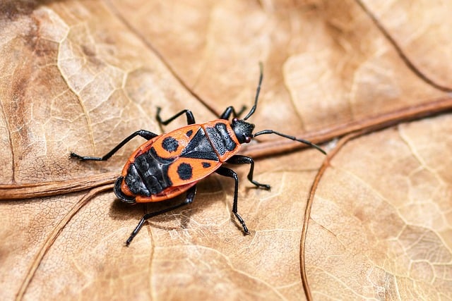 Workman Insect Policeman Insect Nature - Free photo on Pixabay