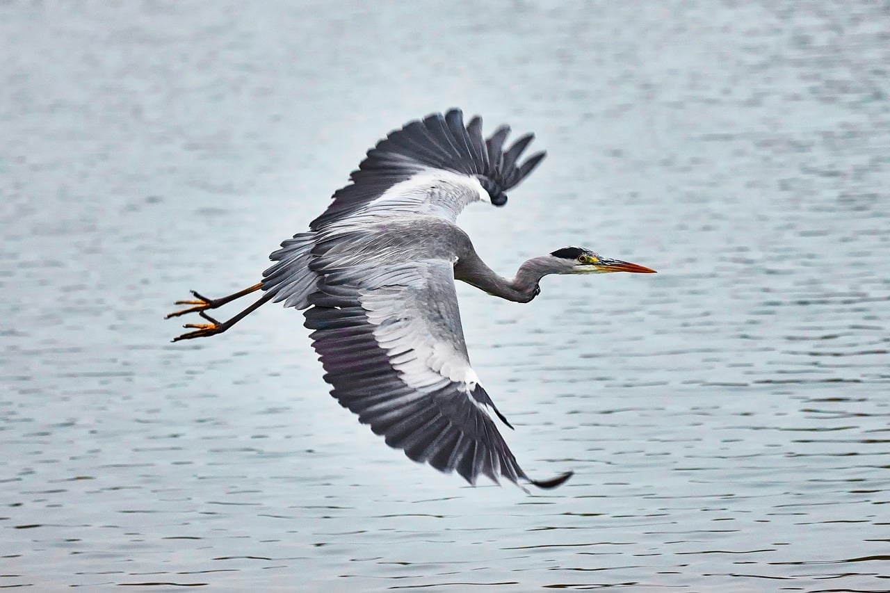 Heron - free online jigsaw puzzle photo