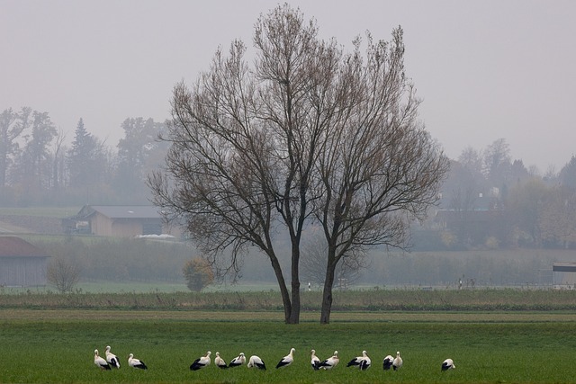 Storker, Gruppe, Samle Inn, Natur