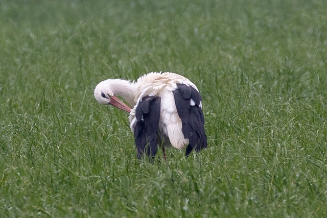 Storker, Gruppe, Natur, Fjær, Fugler