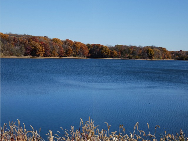 Free Autumn Leaves photo and picture