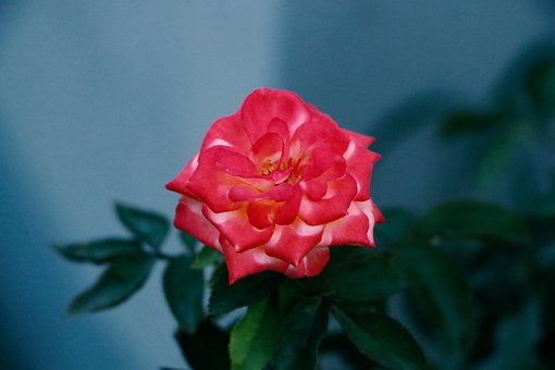 Free Rose Flower photo and picture
