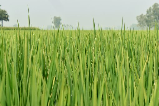 Free Rice Field Green Leaves photo and picture