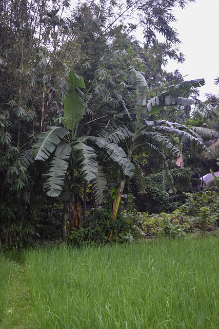 Free Green Rice Field Banana Plant photo and picture