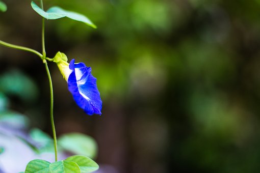 Free Flower Butterfly Pea photo and picture