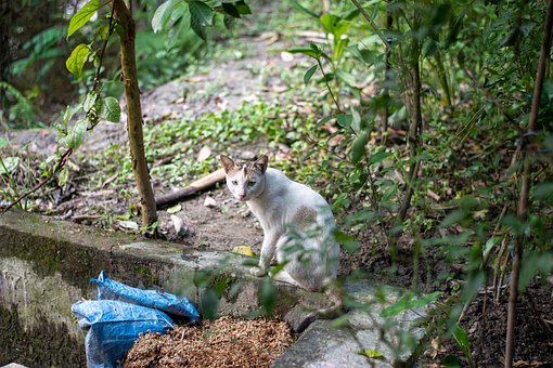 Free Cat Animal photo and picture