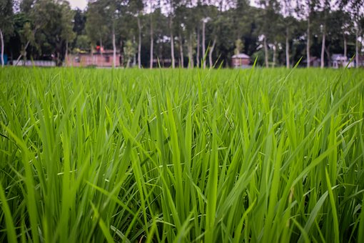 Free Green Paddy Field Agriculture photo and picture
