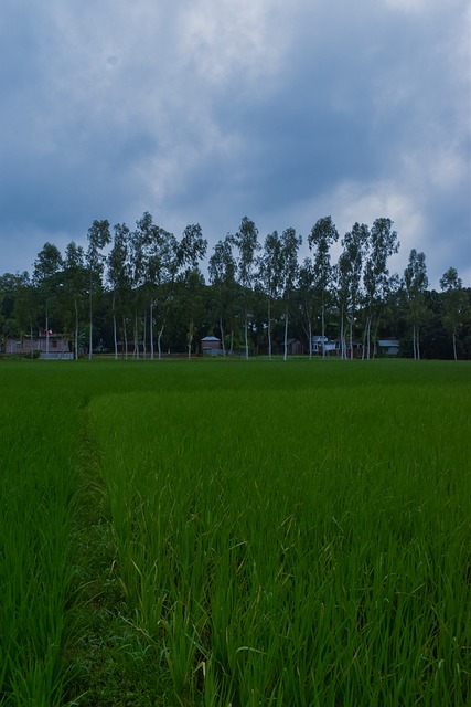 Free Green Rice Field Blue Sky photo and picture