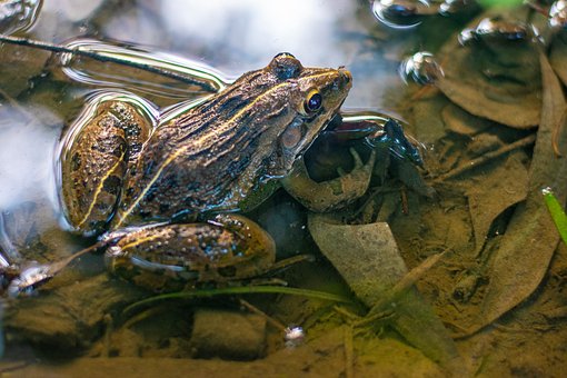 Free Frog Amphibian photo and picture