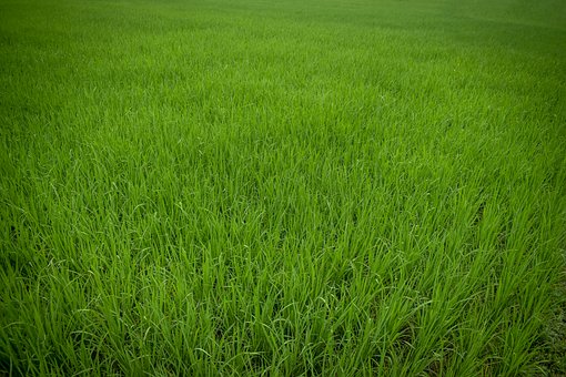 Free Green Paddy Field Agriculture photo and picture