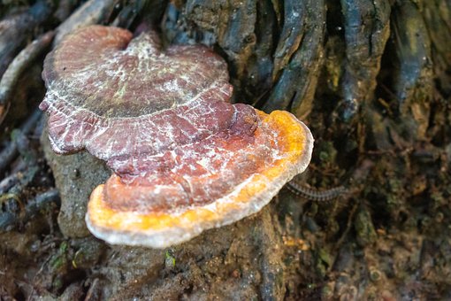 Free Mushroom Tree Trunk photo and picture