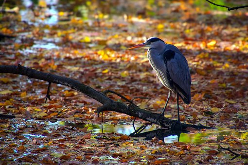 Garça, Natureza, Pássaro, Animal, Lago
