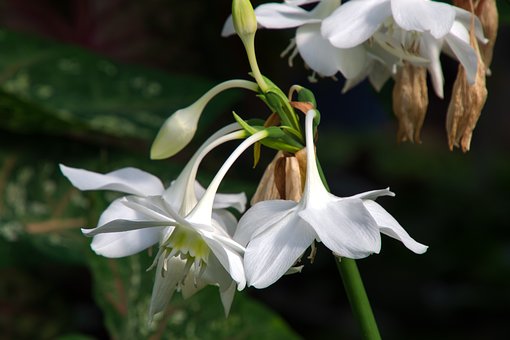 Flor, Natureza, Flora, Jardim, Fechar-Se