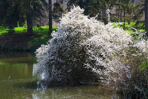 Arbusto, Natureza, Jardim, Panorama