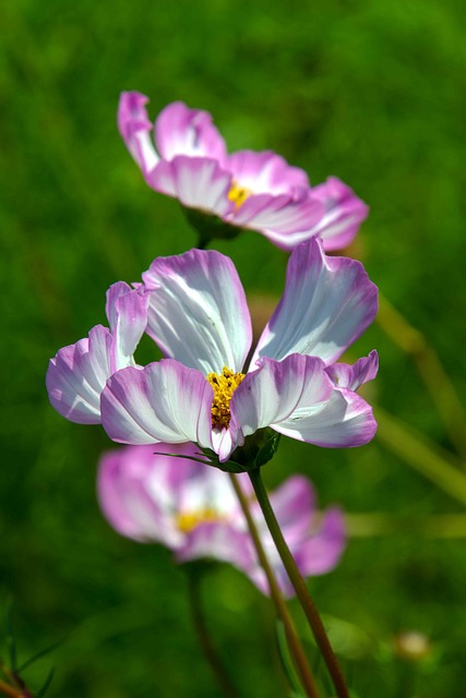 Dálias, Natureza, Jardim, Flora, Flor
