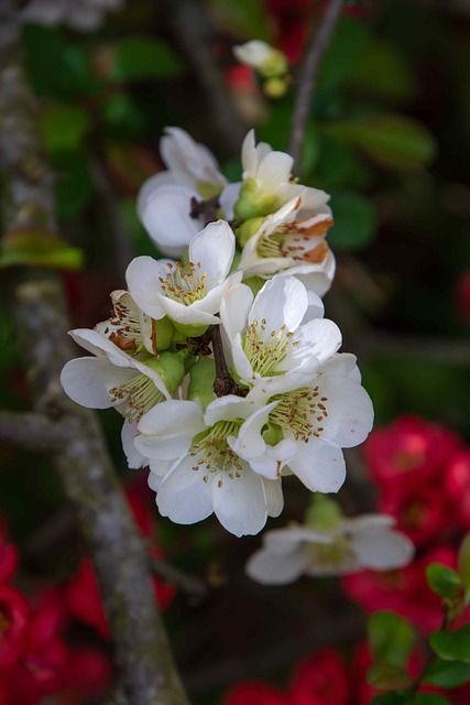 Primavera, Natureza, Flor De Cerejeira