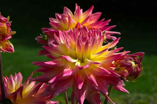 Dálias, Natureza, Flora, Flor
