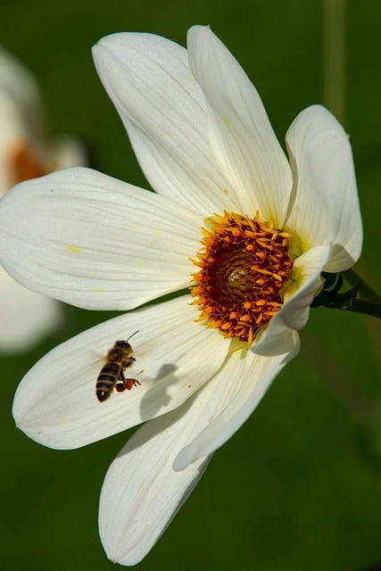 Abelha, Dália, Flor, Jardim, Inseto