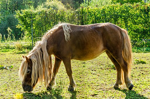 Ponny, Natur, Tier, Pferd, Brown, Fohlen