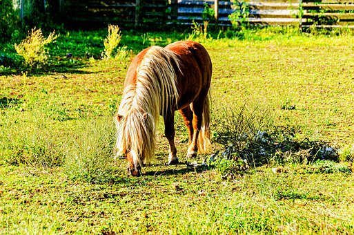 Ponny, Natur, Tier, Pferd, Brown, Hengst