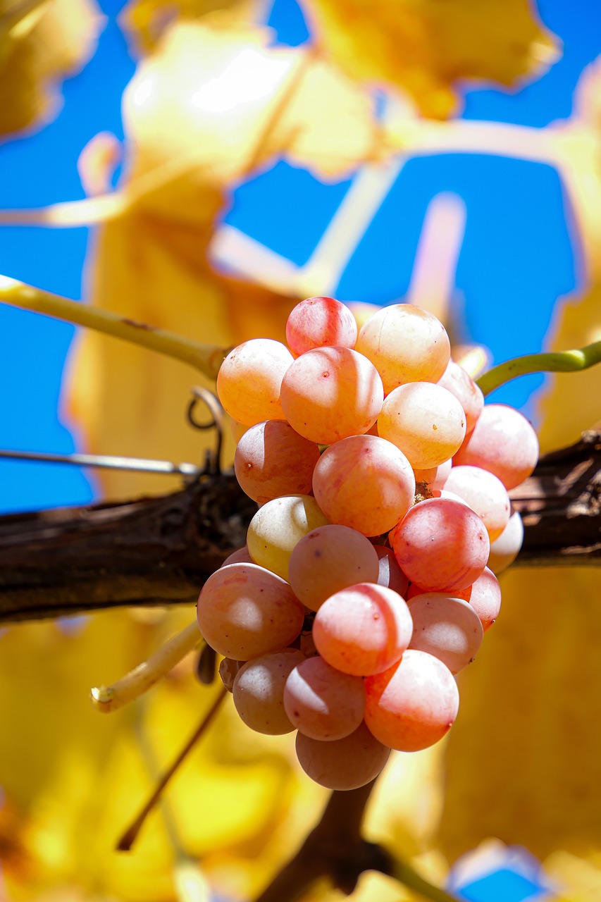 Grape Excellent Picture Grapes Wine Vineyard - Free photo on Pixabay