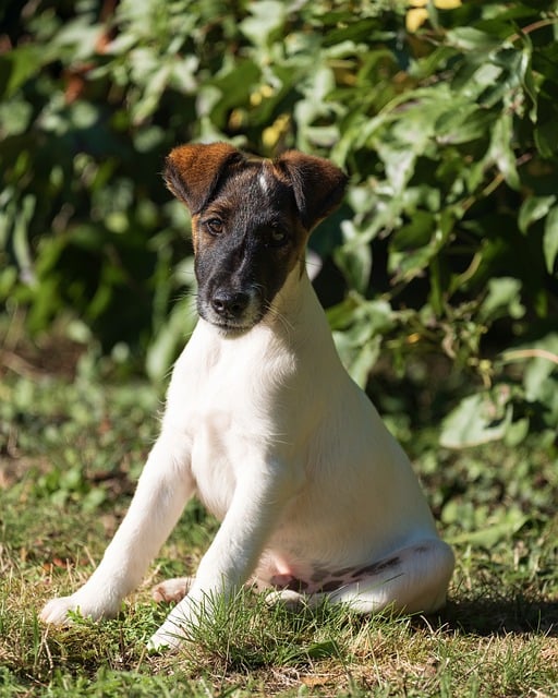 Free Puppy Animal photo and picture
