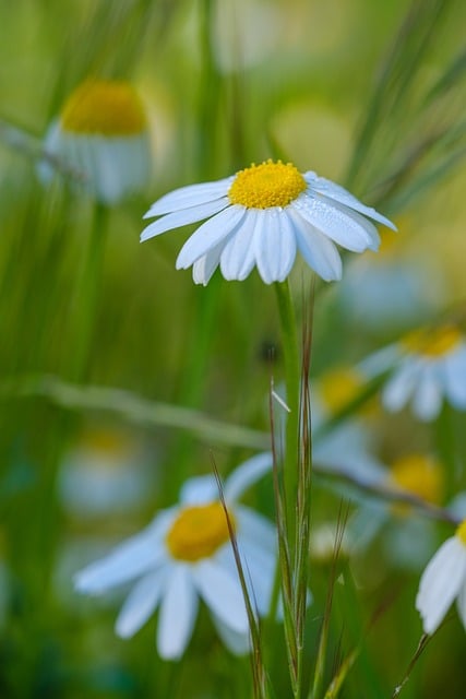 Free Daisy Flowers photo and picture