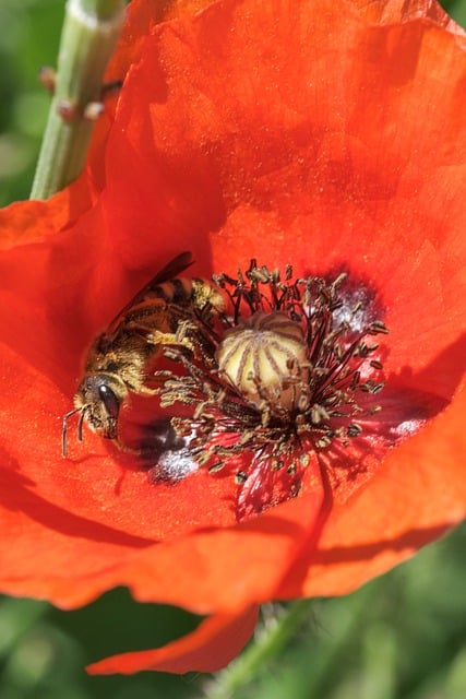 Free Nature Poppy photo and picture