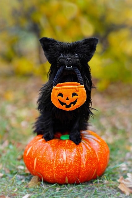 Svart Hund, Halloween, Arbeid, Høst