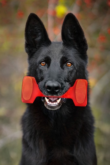 Svart Hund, Tyskeren Shepherd, Hjelp