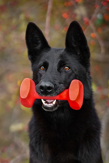 Hunden, Tyskeren Shepherd, Svart, Ser På