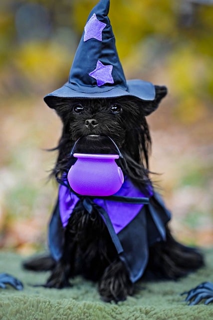 Hunden, Halloween, Heks, Drakt, Kjæledyr
