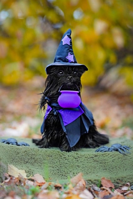 Hunden, Svart, Halloween, Drakt, Heks