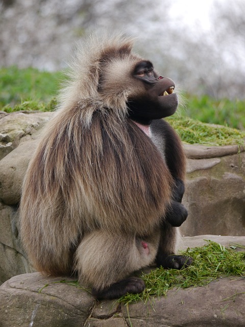 Free Gelada Monkey photo and picture