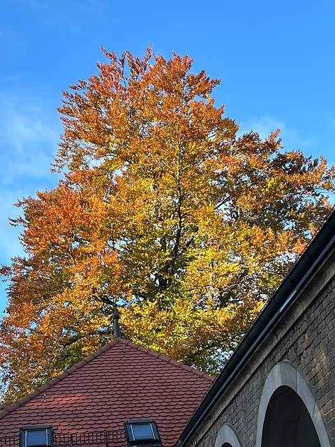 Free Autumn Leaves Leaves photo and picture