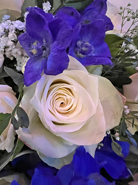 Free White Blue Flower Dream photo and picture