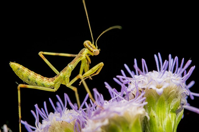 Mane Insecte Mante Insecte Nature - Photo gratuite sur Pixabay