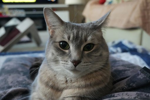 Free Cat Pet photo and picture