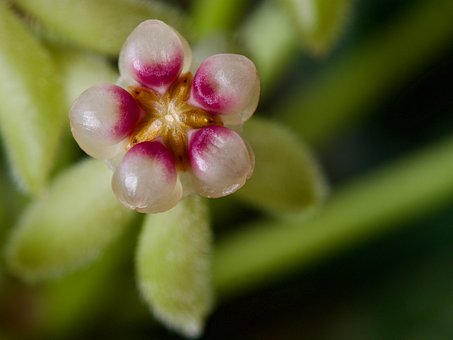 Wachs, Flora, Pflanze, Blühen, Blüte